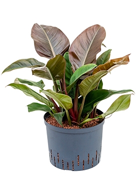 Philodendron Imperial Red 65 cm