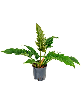 Philodendron narrow Bush 50 cm