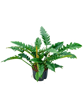 Philodendron narrow Bush 70 cm