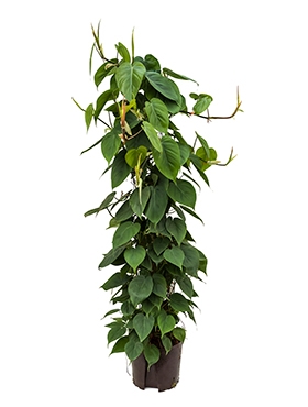 Philodendron scandens Draadzuil 120 120 cm