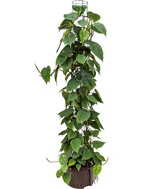 Philodendron scandens Draadzuil 150 150 cm