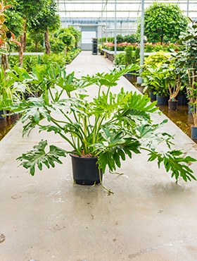 Philodendron selloum Bush 110 cm