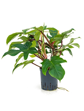 Philodendron squamiferum Rek 65 cm