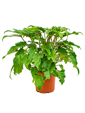 Philodendron xanadu Bush 40 cm