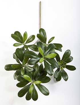 Pittosporum mountain Tak