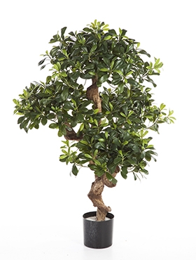 Pittosporum mountain Vertakt