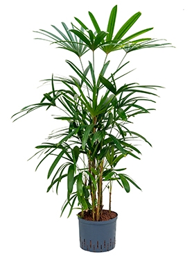 Rhapis excelsa Toef 100 cm