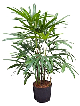 Rhapis excelsa Toef 110 cm