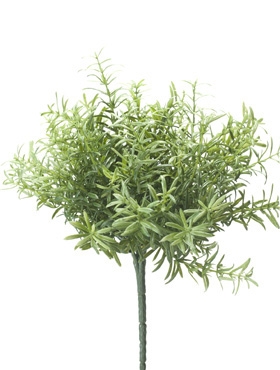 Rosemary Bush