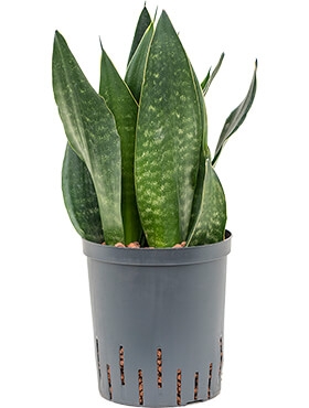 Sansevieria black diamond Toef 45 cm