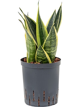 Sansevieria canary Toef 40 cm