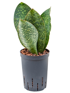 Sansevieria congo Toef 40 cm