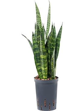 Sansevieria coral black Toef 50 cm