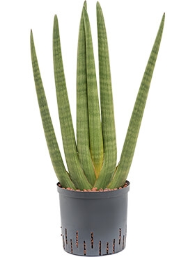 Sansevieria cylindrica 70 cm