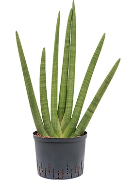 Sansevieria cylindrica 70 cm