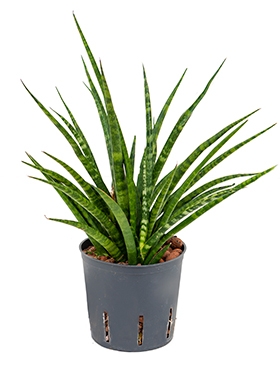 Sansevieria fernwood Toef 45 cm