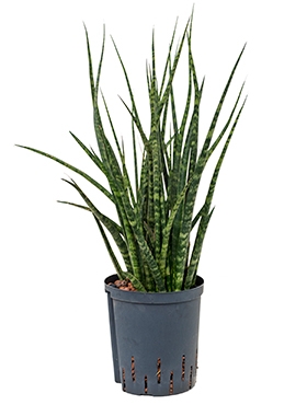 Sansevieria fernwood Toef 50 cm