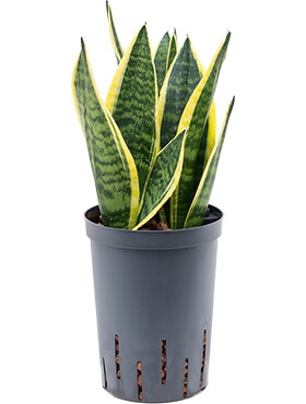 Sansevieria futura superba Toef 35 cm