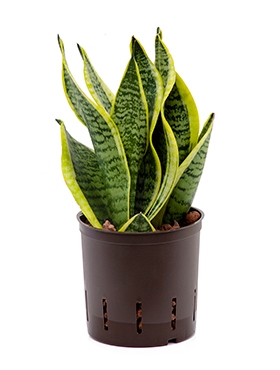 Sansevieria futura superba Toef 35 cm