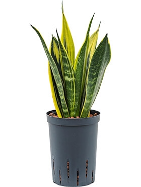 Sansevieria gold flame Toef 45 cm