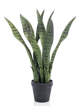 Sansevieria In pot