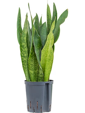 Sansevieria jade Toef 60 cm