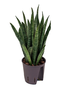 Sansevieria kirkii Toef 35 cm