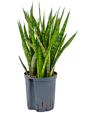 Sansevieria kirkii Toef 50 cm