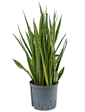 Sansevieria kirkii Toef 60 cm