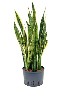 Sansevieria laurentii Toef 100 cm