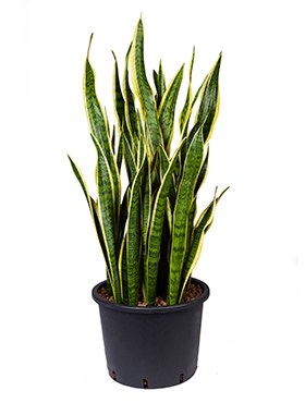 Sansevieria laurentii Toef 125 cm