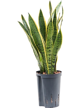 Sansevieria laurentii Toef 50 cm