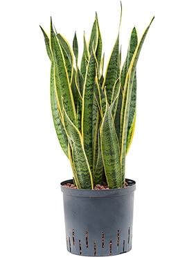 Sansevieria laurentii Toef 65 cm