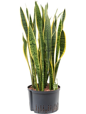 Sansevieria laurentii Toef 85 cm