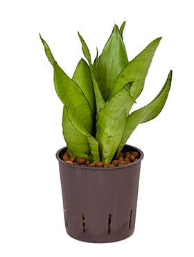 Sansevieria moonshine Toef 35 cm