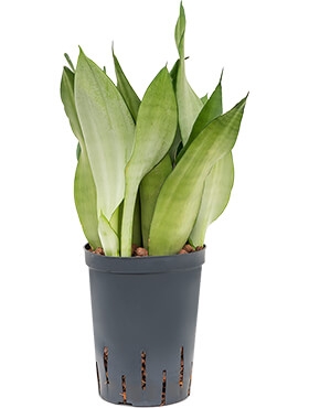 Sansevieria moonshine Toef 45 cm