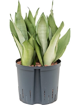 Sansevieria moonshine Toef 45 cm