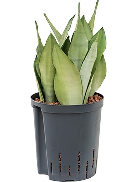 Sansevieria moonshine Toef 50 cm