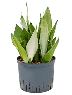 Sansevieria moonshine Toef 50 cm