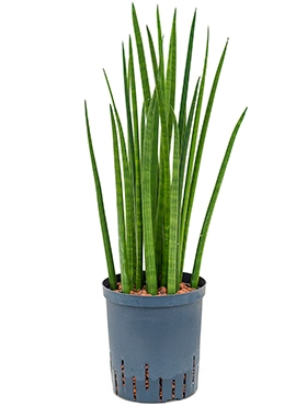 Sansevieria spikes Toef 60 cm