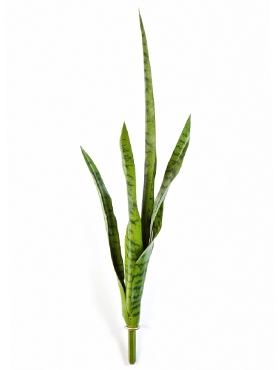 Sansevieria Toef