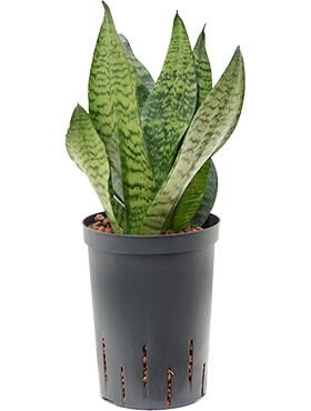 Sansevieria zeylanica compacta Toef 50 cm