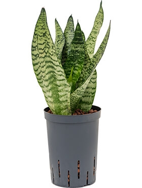 Sansevieria zeylanica compacta Toef 50 cm