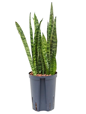 Sansevieria zeylanica silver Toef 60 cm