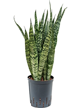 Sansevieria zeylanica silver Toef 90 cm