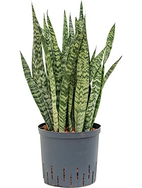 Sansevieria zeylanica silver Toef 90 cm