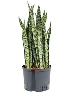 Sansevieria zeylanica silver Toef 90 cm