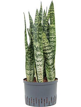 Sansevieria zeylanica silver Toef 90 cm