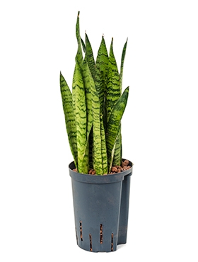 Sansevieria zeylanica Toef 45 cm