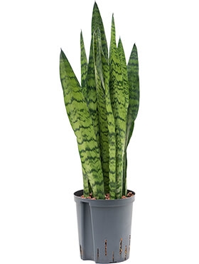 Sansevieria zeylanica Toef 60 cm